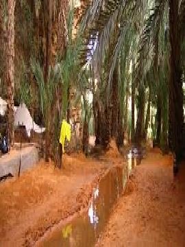 Irrigation channel through a palm grove in the Adrar region