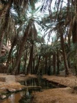 Palm oasis pool in the Adrar, Mauritania