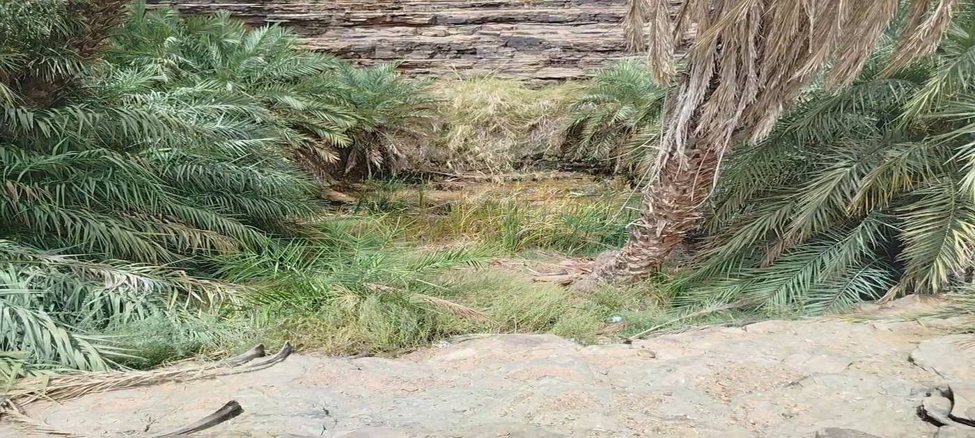Green palms in the Terjit oasis canyon