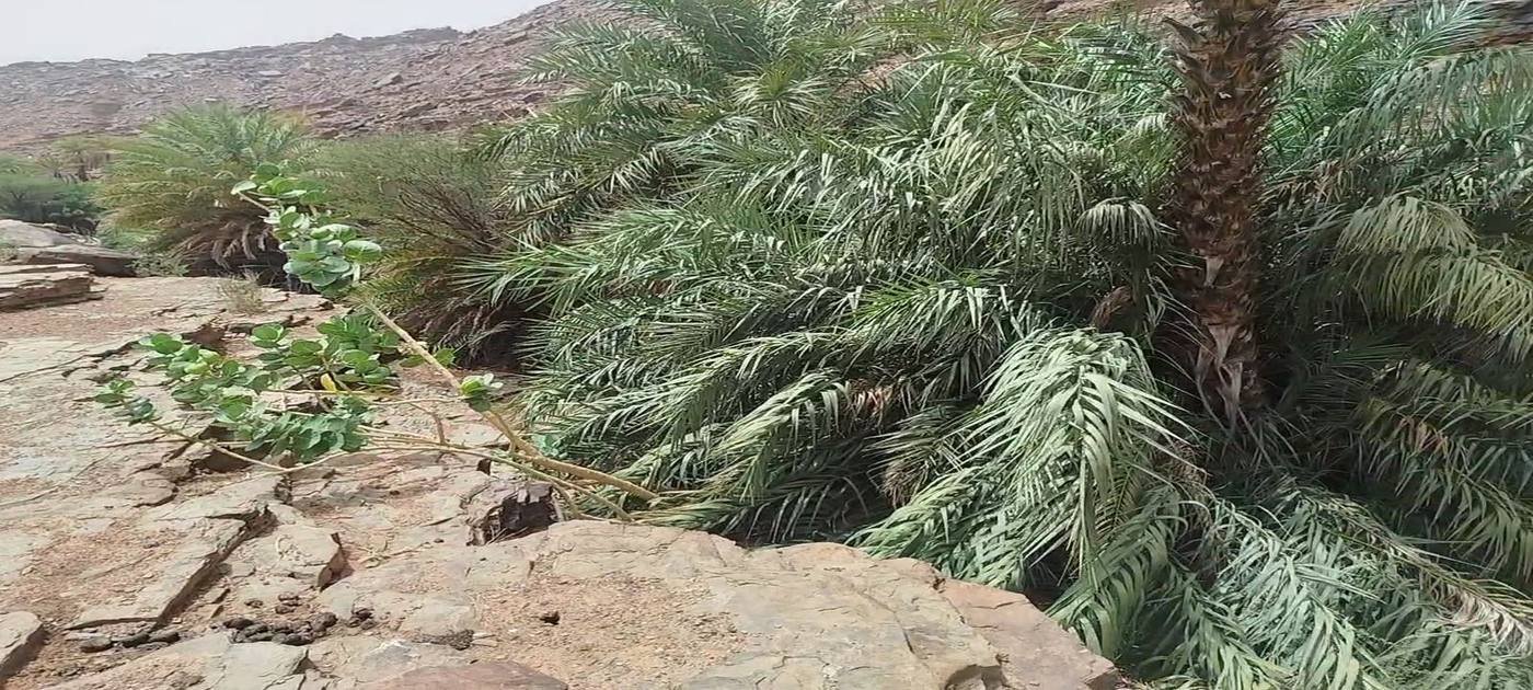 Date palms growing between the rocks of the Terjit oasis canyon in Mauritania